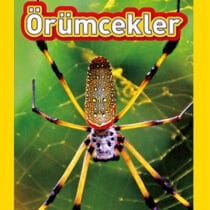 NG Kids – Örümcekler Seviye 1