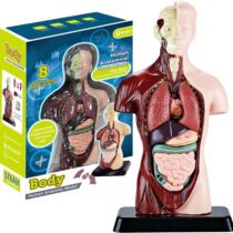 BT-Human Body(İnsan Vücudu)